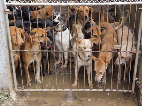 Dogs in a cage in Chinese market