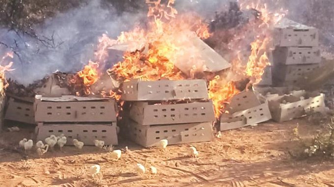 POLICE in Beitbridge intercepted 19 600 smuggled day-old chicks from South Africa and destroyed them by fire