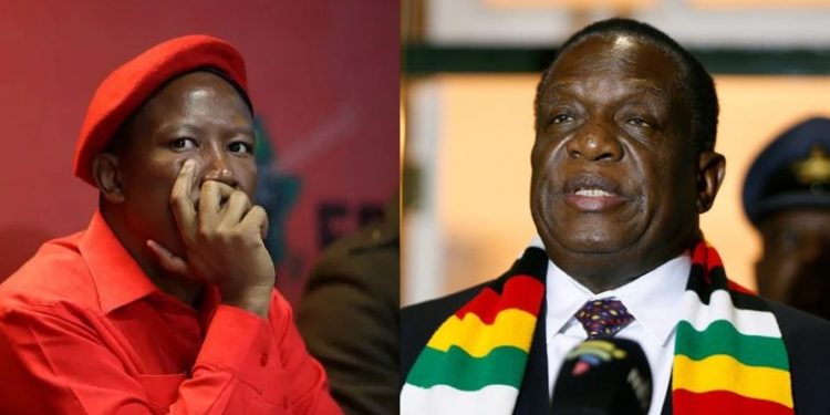 Shut up your uncircumcised mouth: Zimbabwe government warns Julius Malema