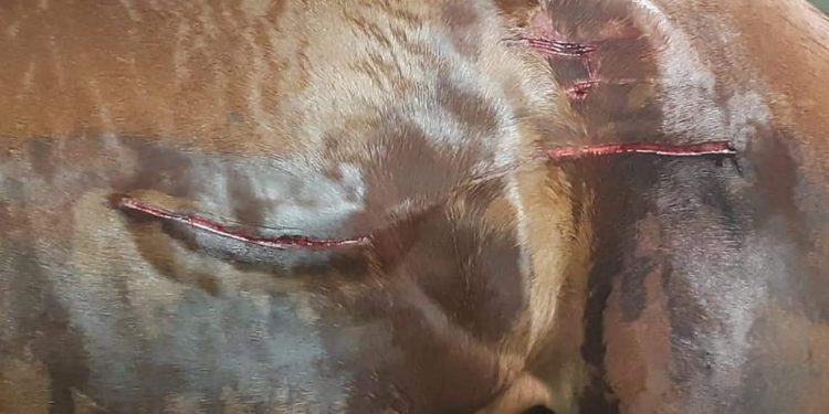 fairview farm attacks race horses harmed port elizabeth protesters