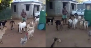 man holds meeting with animals