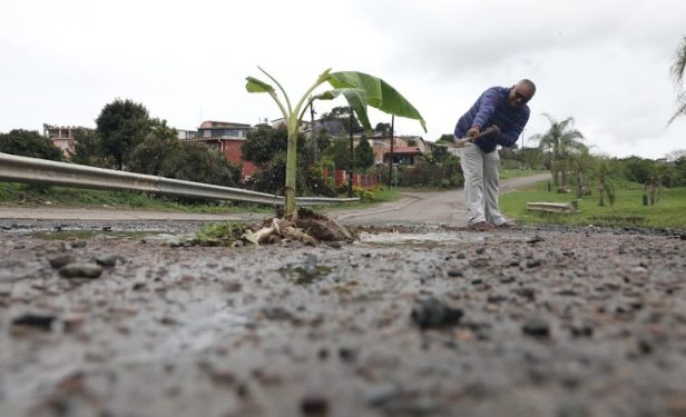 KZN Man Rishi Pooran Plants Banana Trees In Potholes
