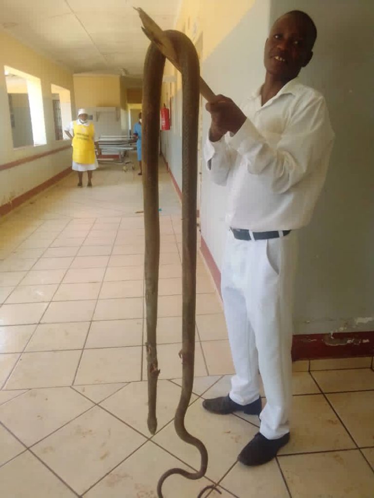 2.5  metre snake found in the Kitchen at Mvuma District Hospital