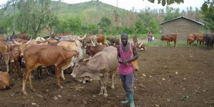 Insolent herdboy knocks up employer's 12 year old daughter
