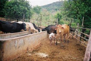 Insolent herdboy knocks up employer's 12 year old daughter