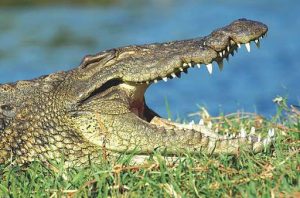 Shock as crocodile seeks refuge in widow's home