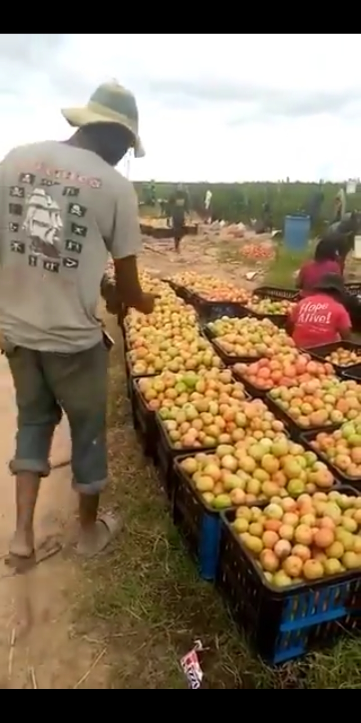 Meet Kudzai Nyagwededza, The Elon Musk of tomato farming