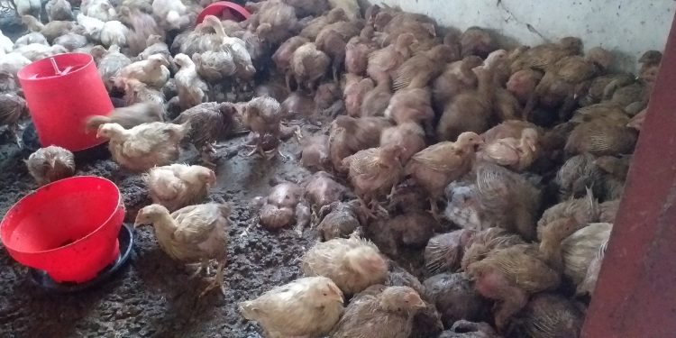 #SaveMphosBusiness South Africans swoop in to aid Broiler farmer who loses R50 000 worth of broilers.