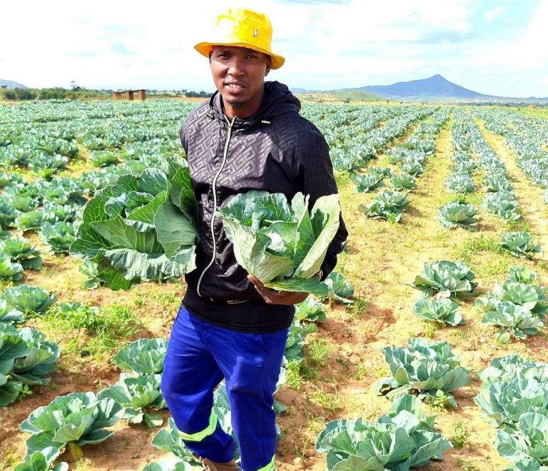 Famous Zimdancehall artist Freeman impresses his fans with pictures of him in a cabbage field