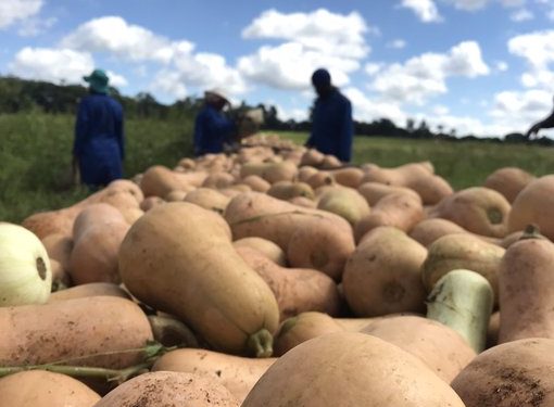 Is farming the solution to end poverty for youths in Zimbabwe
