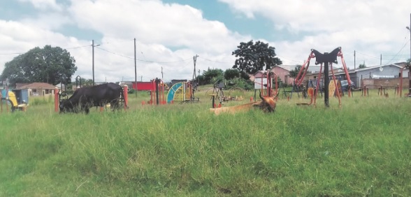 Pictures: Pietermaritzburg cows hit the gym