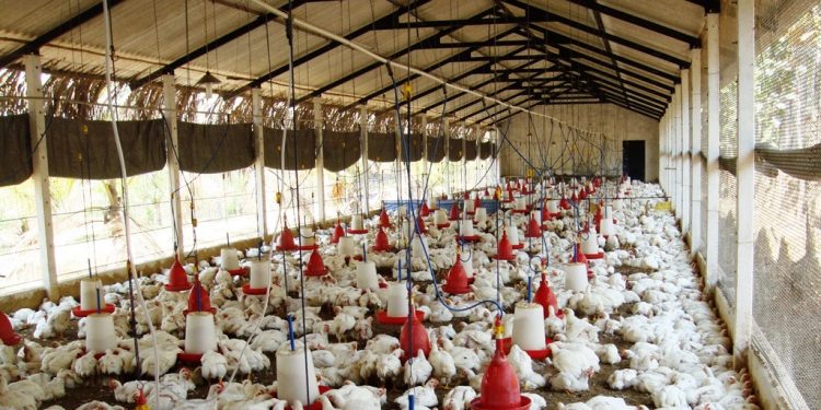 How my poultry farming business became profitable after a year of losses