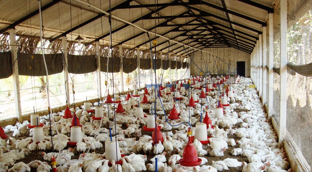 How my poultry farming business became profitable after a year of losses