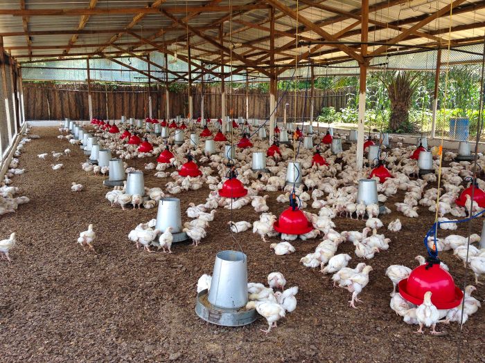 How my poultry farming business became profitable after a year of