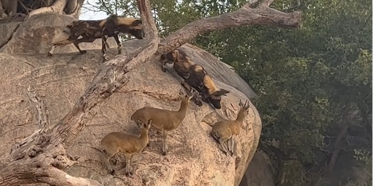 Calm antelopes trust their instinct to fend off attack from wild dogs in Mala Mala Reserve