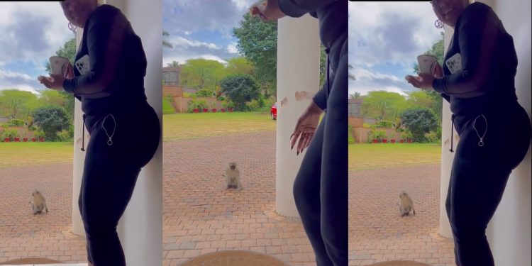 Hungry monkey steps to Shauwn Mkhize's doorstep begging for bread from her breakfast table