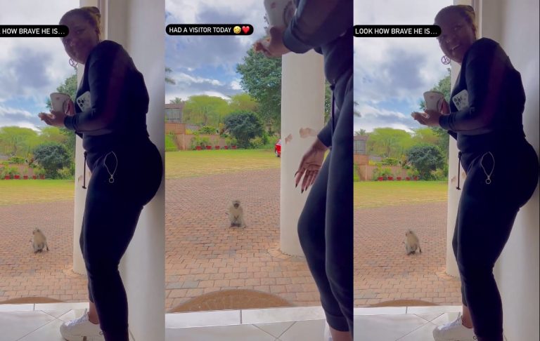 Watch: Hungry monkey steps to Shauwn Mkhize’s doorstep begging for bread from her breakfast table
