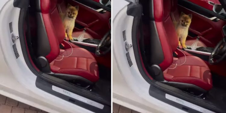 Thando Thabethe with her dog - Image Credit: Instagram/Thando Thabethe